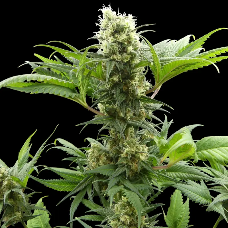 Menthol mutant madness© reg terpyz upcoming strains