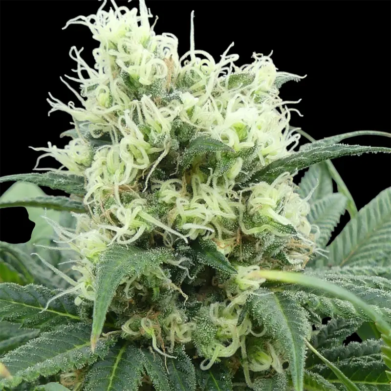 Menthol mutant madness© reg terpyz upcoming strains