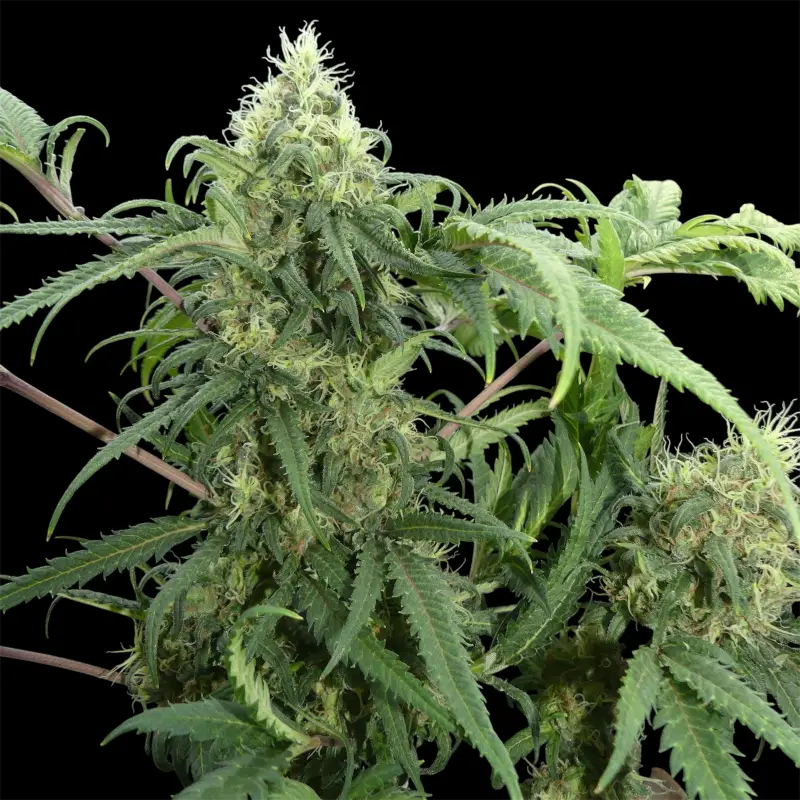 Menthol mutant madness© reg terpyz upcoming strains