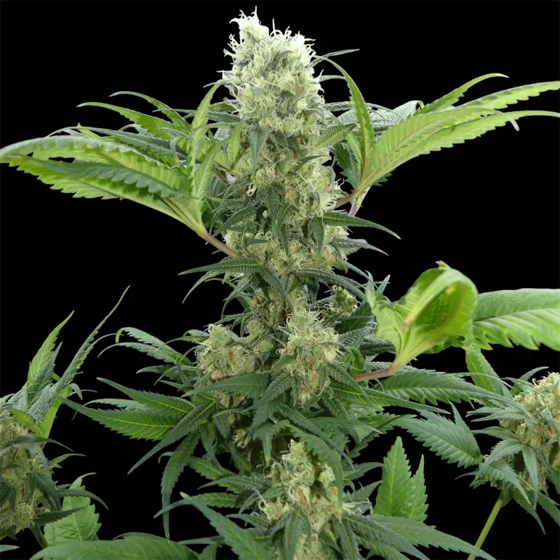 Menthol mutant madness© reg terpyz upcoming strains