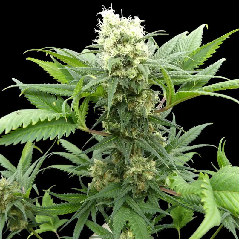 Menthol mutant madness© reg terpyz upcoming strains