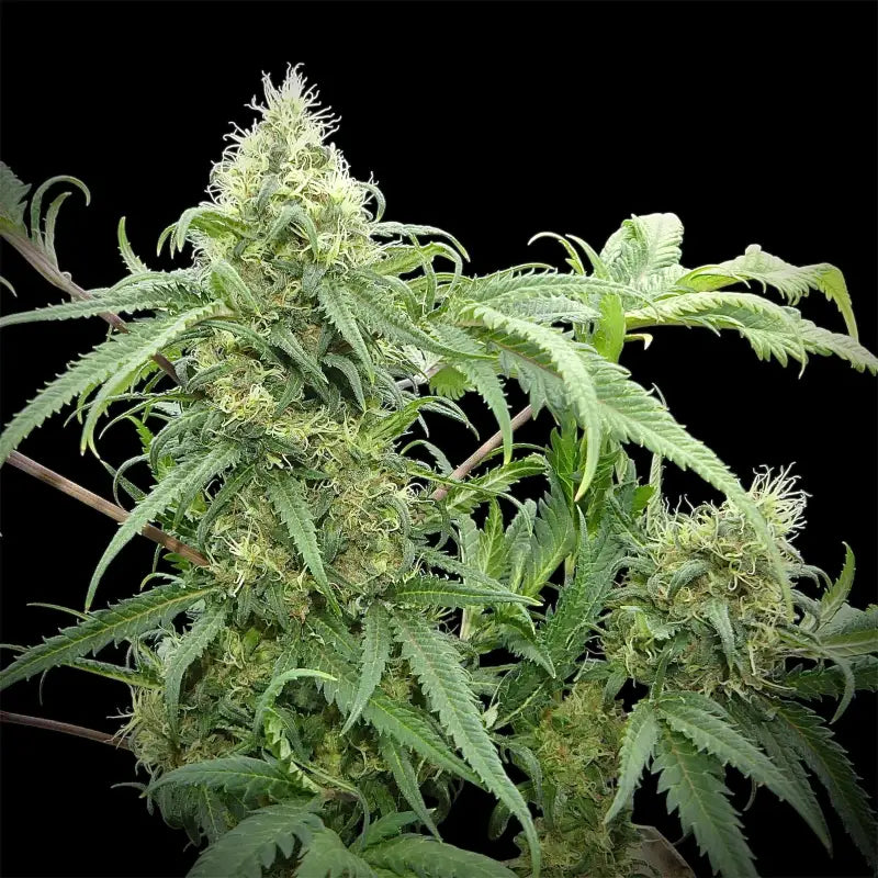 Menthol mutant madness© reg terpyz upcoming strains