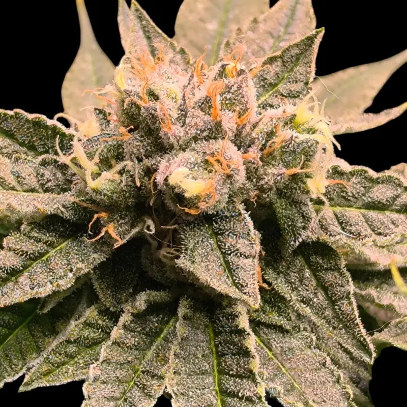 Mint & peaches© fem terpyz mutant genetics feminized semi