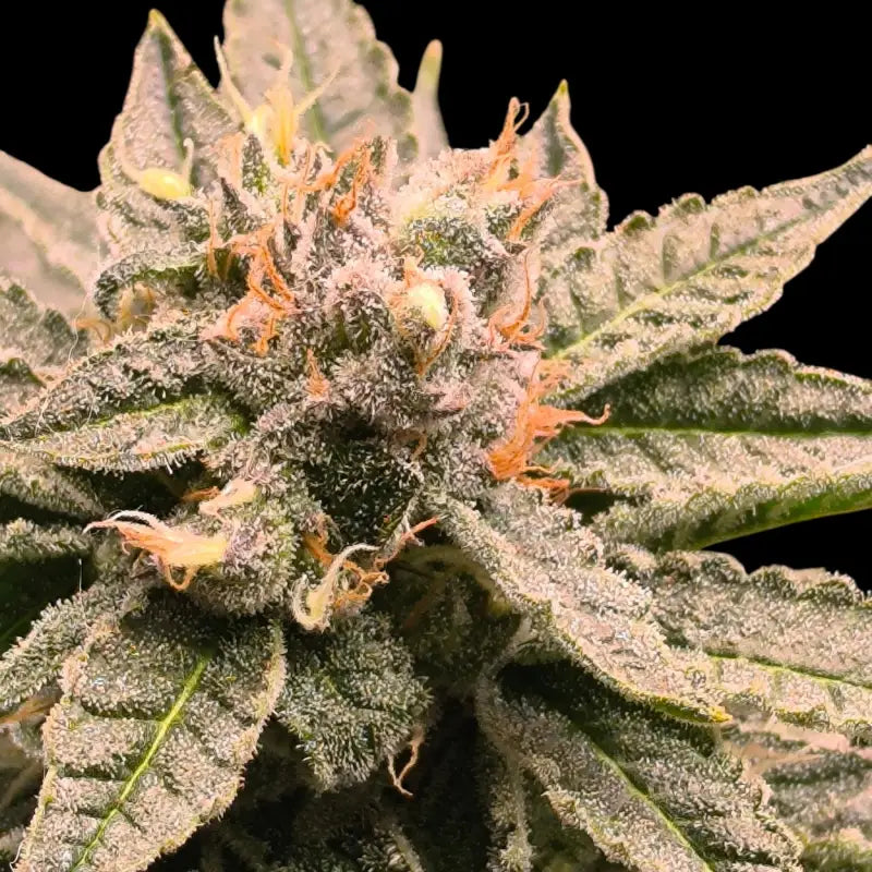 Mint & peaches© fem terpyz mutant genetics feminized semi