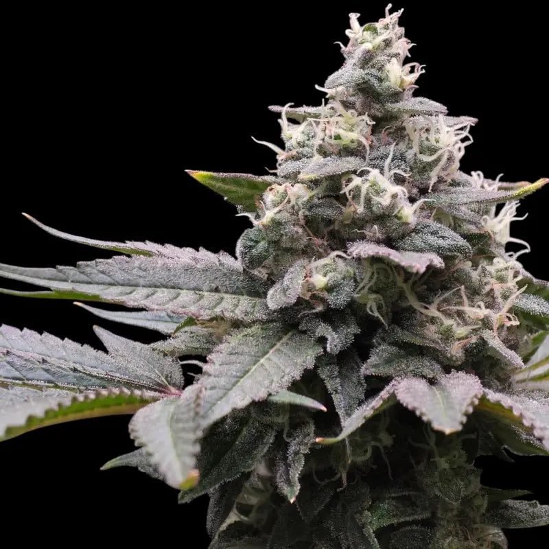 Mizoap terpyz upcoming strains