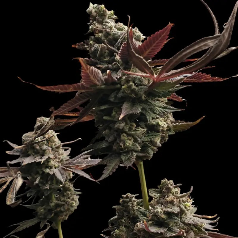 Mizoap terpyz upcoming strains