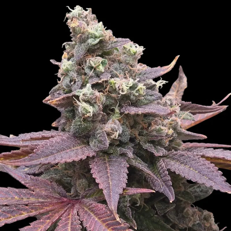 Mizoap terpyz upcoming strains