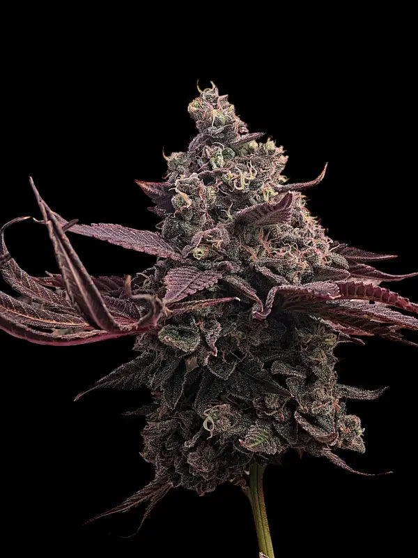 Mizoap terpyz upcoming strains