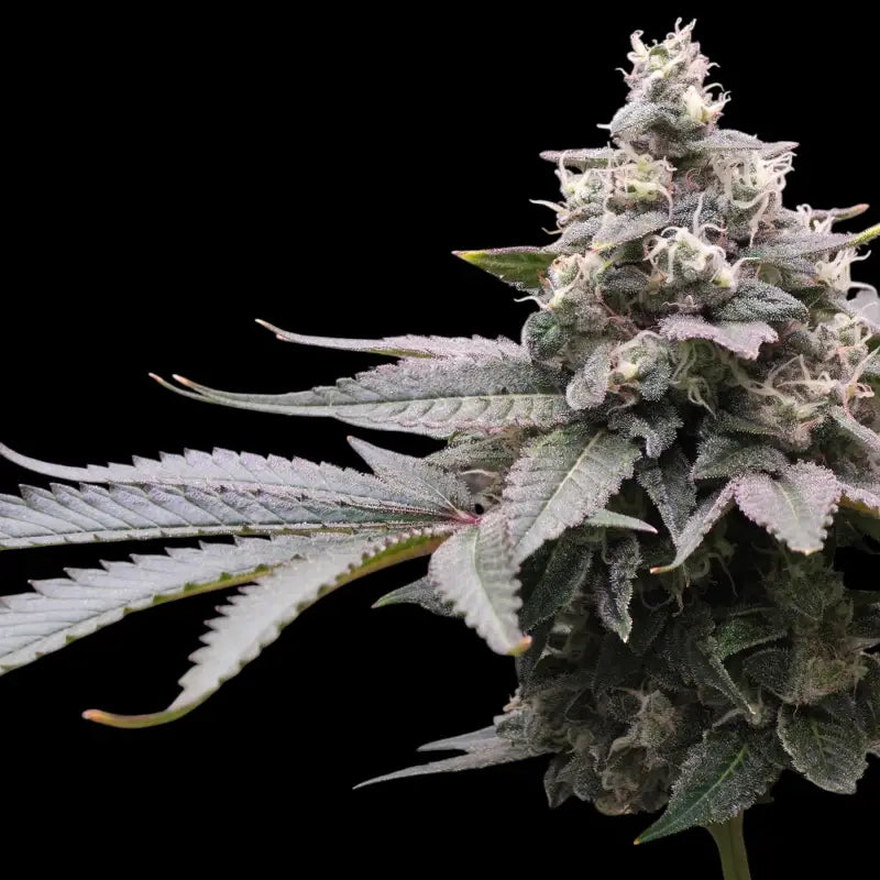 Mizoap terpyz upcoming strains