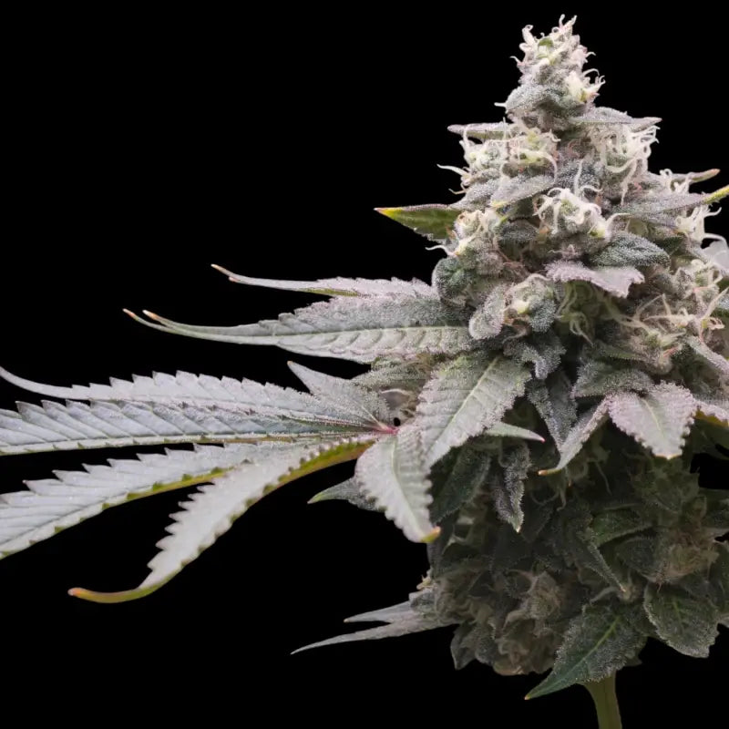 Mizoap terpyz upcoming strains