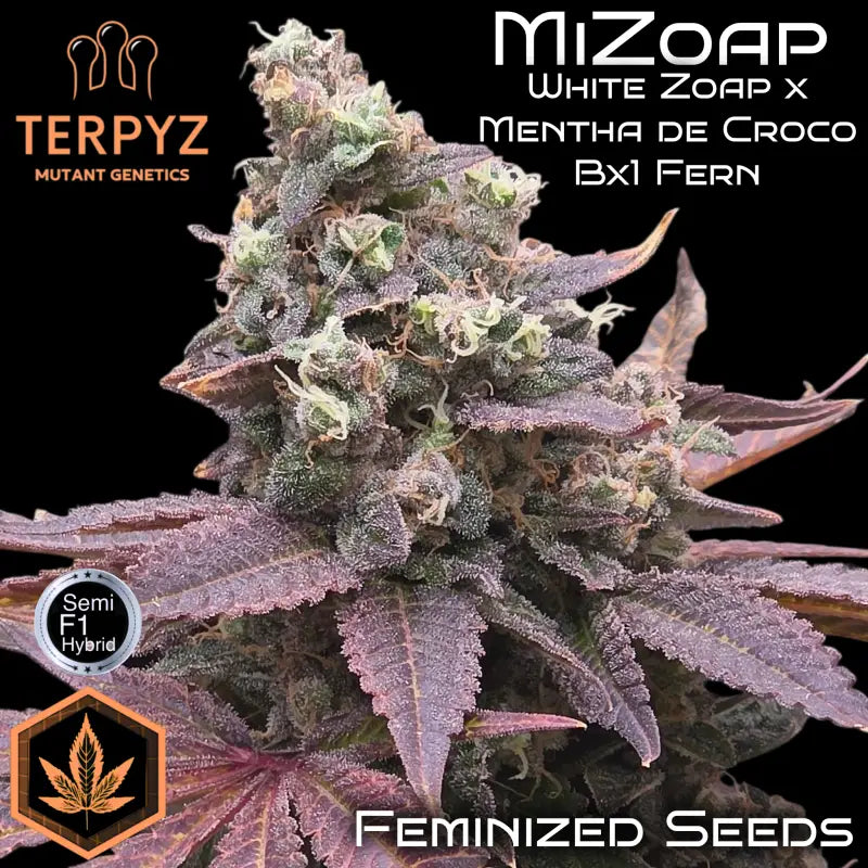Mizoap terpyz upcoming strains