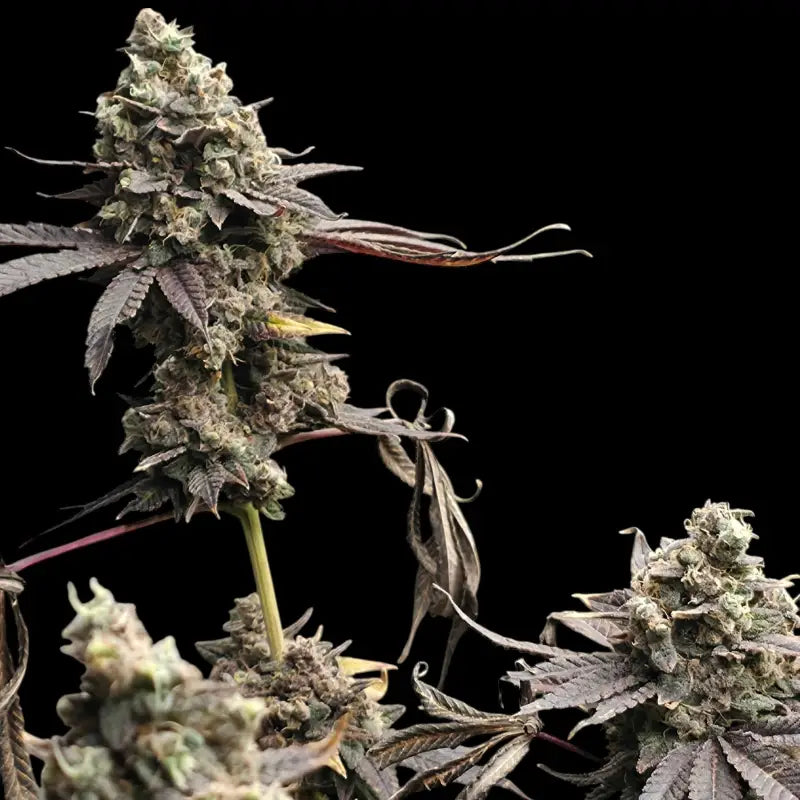 Mizoap terpyz upcoming strains