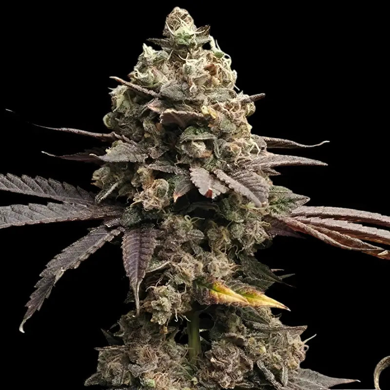 Mizoap terpyz upcoming strains