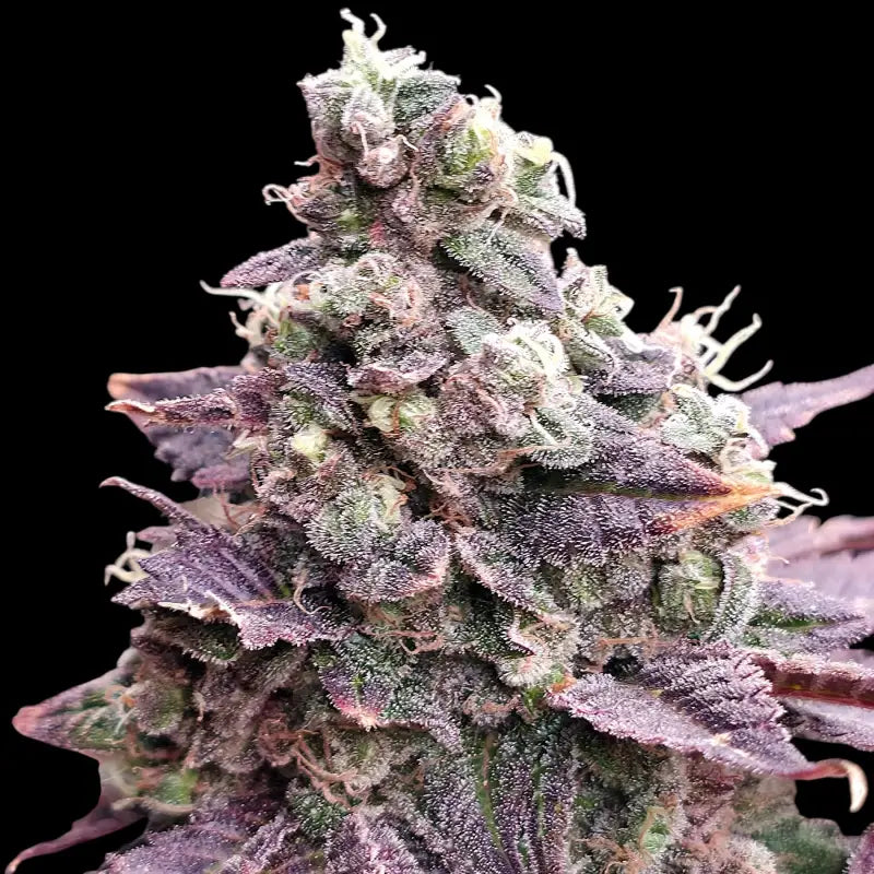 Mizoap terpyz upcoming strains