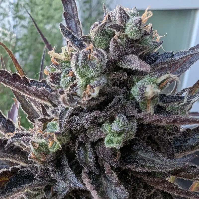 Morello cherries auto© fem terpyz feminized cannabis seeds