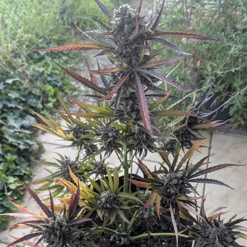 Morello cherries auto© fem terpyz feminized cannabis seeds