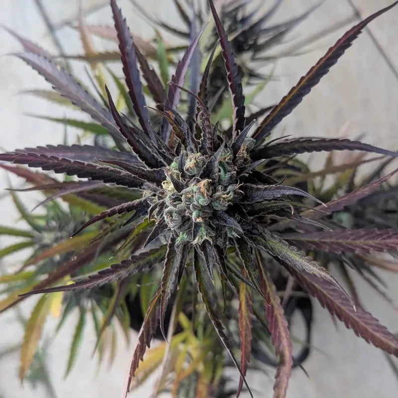 Morello cherries auto© fem terpyz feminized cannabis seeds