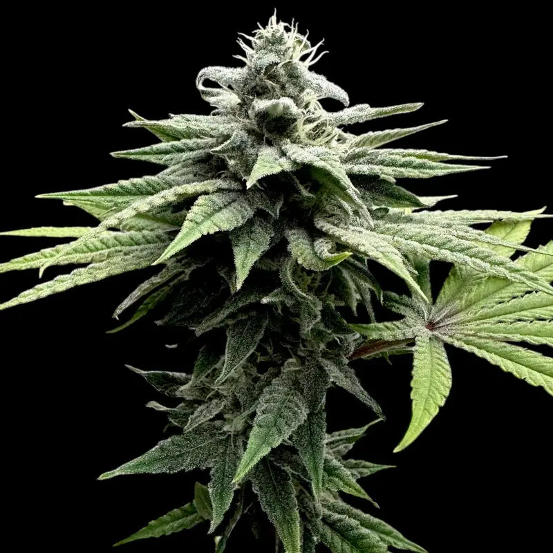 Neon wasabii© fem terpyz feminized cannabis seeds fern
