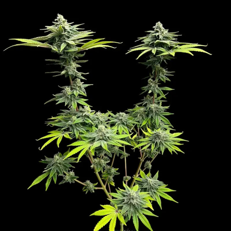 Neon wasabii© fem terpyz feminized cannabis seeds fern