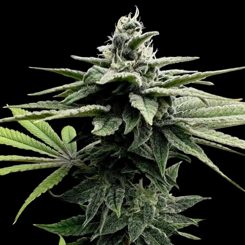 Neon wasabii© fem terpyz feminized cannabis seeds fern