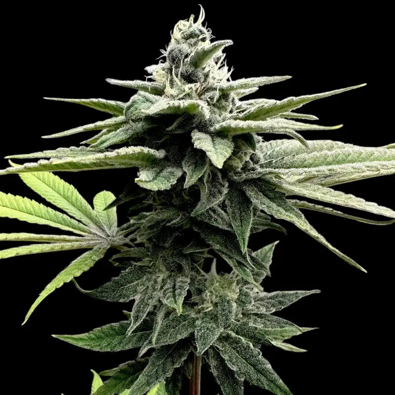Neon wasabii© fem terpyz feminized cannabis seeds fern
