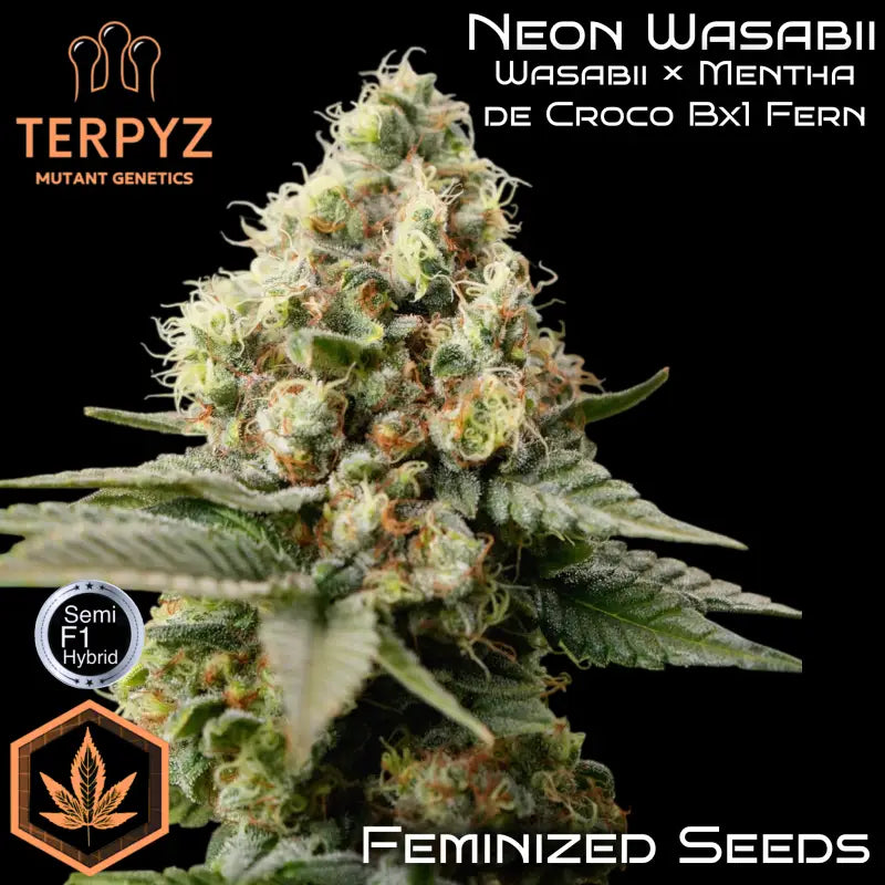 Neon wasabii© fem terpyz mutant genetics feminized semi f1