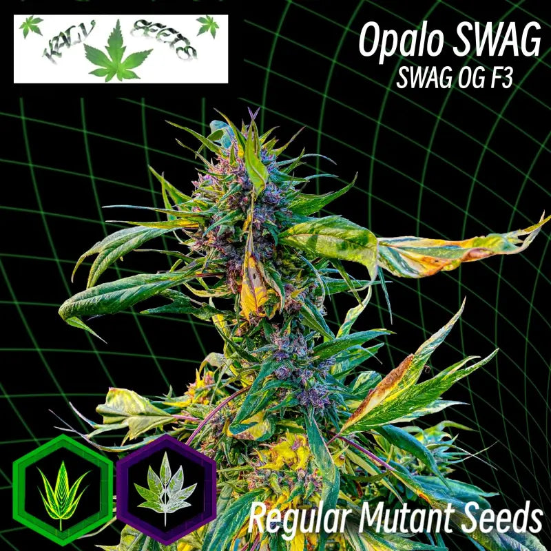 Opalo SWAG | Regular Variegated Mutant Cannabis Seeds | Kalyseeds