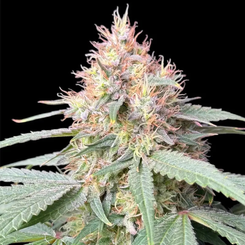 Pine tar croco© true f1 reg terpyz mutant genetics hybrid
