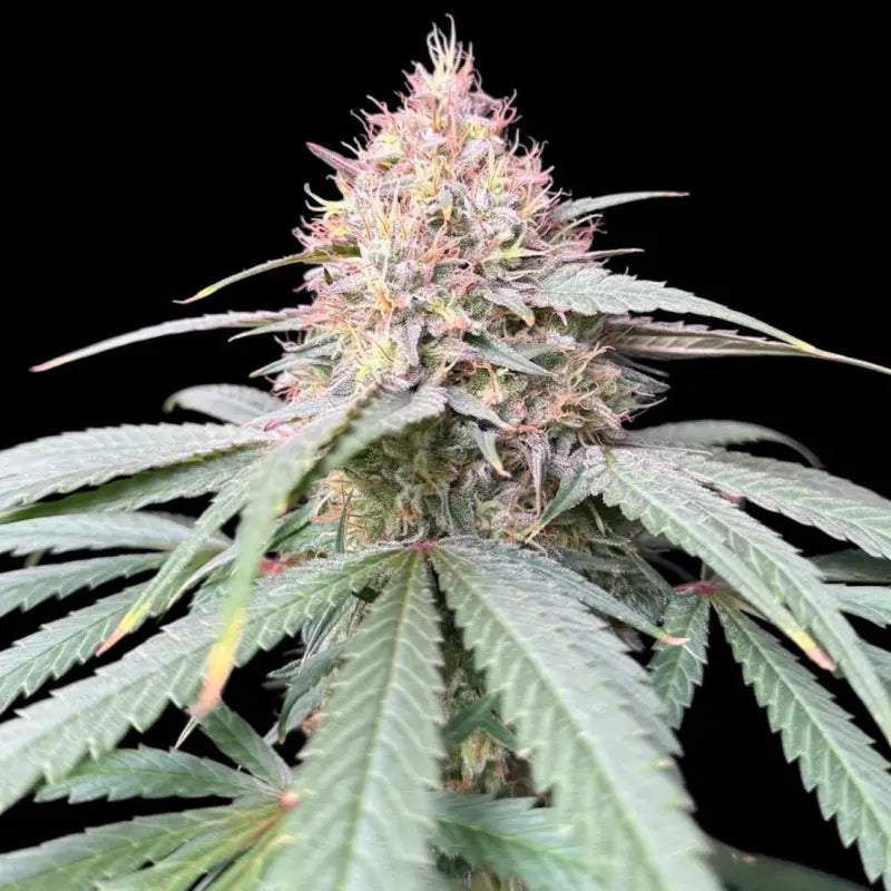 Pine tar croco© true f1 reg terpyz mutant genetics hybrid