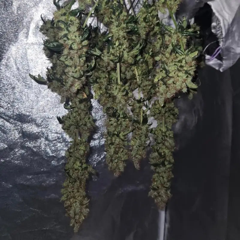 Pink nova© duck reg terpyz mutant genetics cannabis seeds