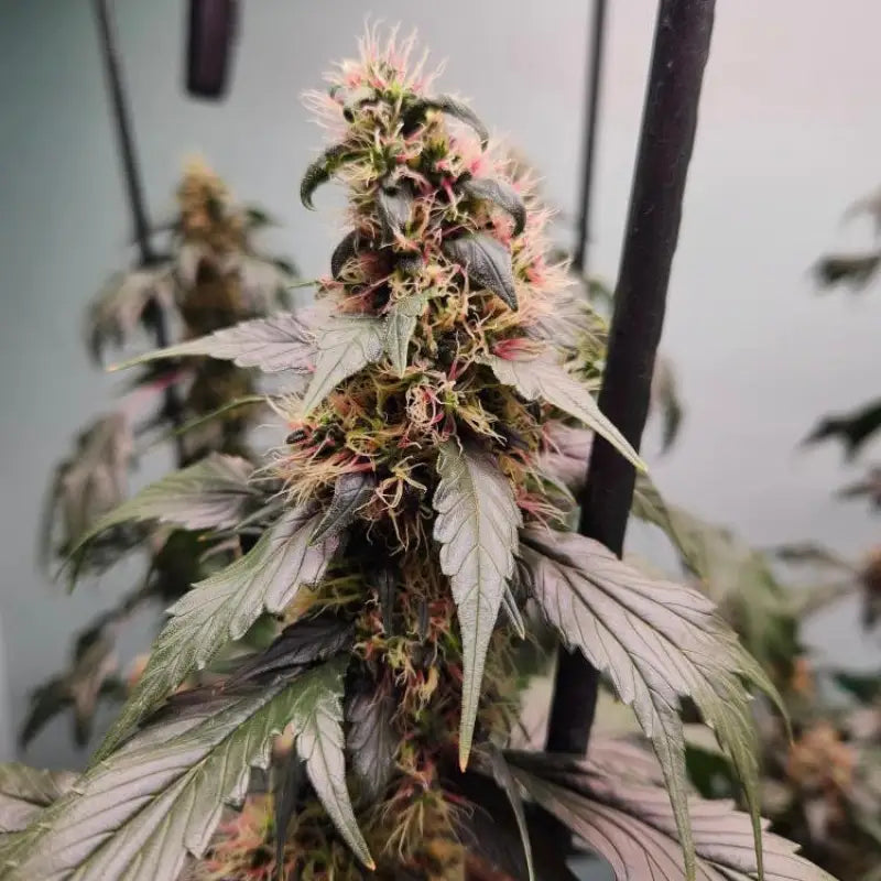 Pink nova© duck reg terpyz mutant genetics cannabis seeds