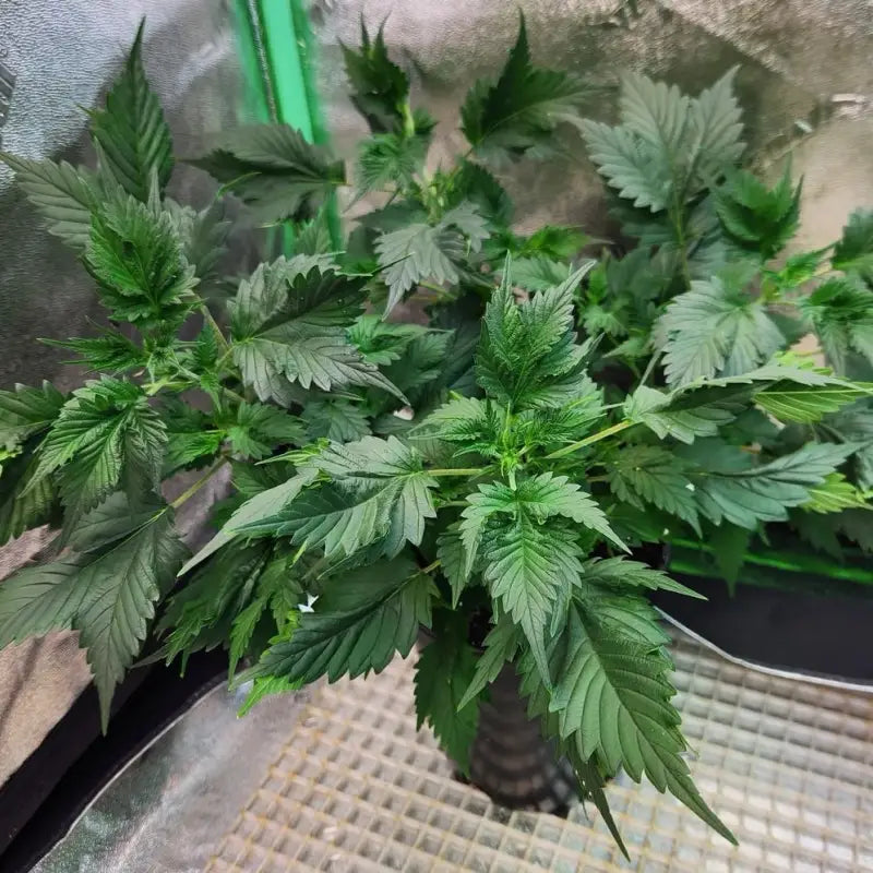 Pink nova© duck reg terpyz mutant genetics cannabis seeds