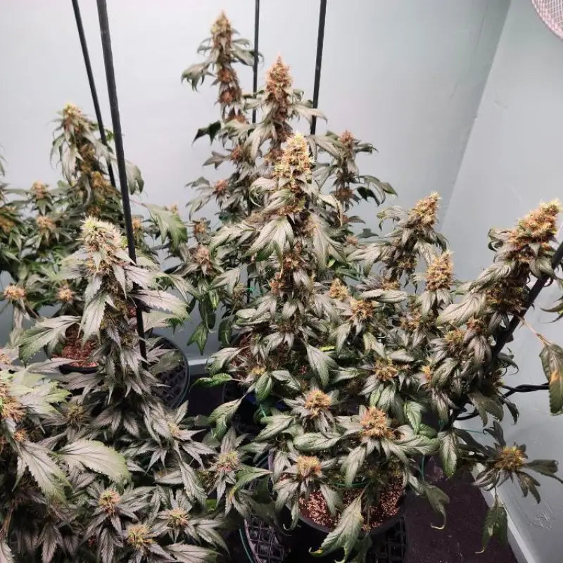 Pink nova© duck reg terpyz mutant genetics cannabis seeds