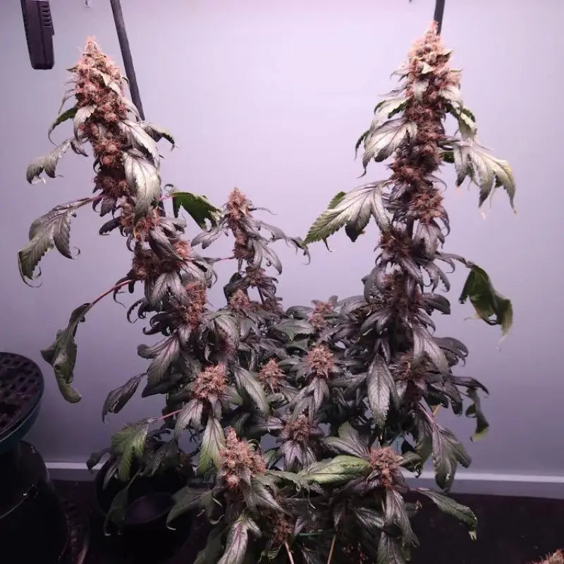 Pink nova© duck reg terpyz mutant genetics cannabis seeds