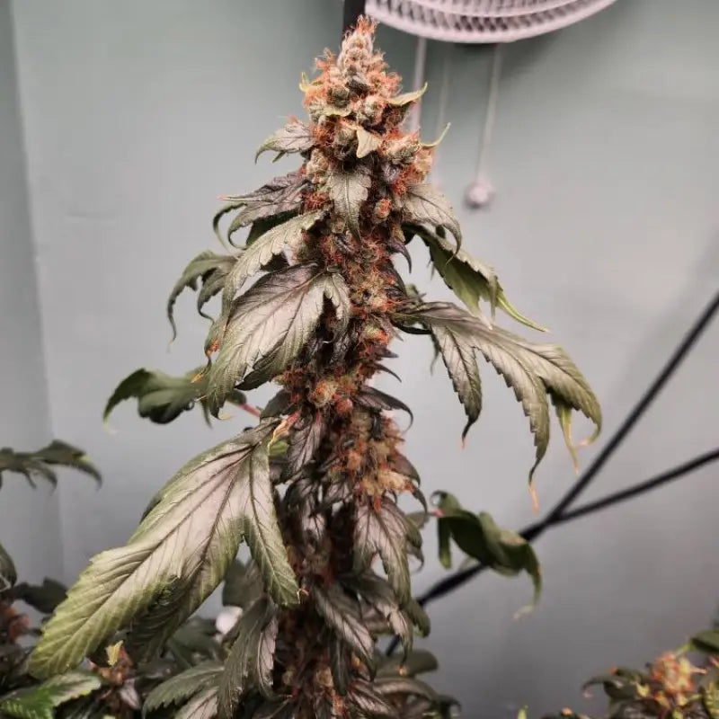 Pink nova© duck reg terpyz mutant genetics cannabis seeds