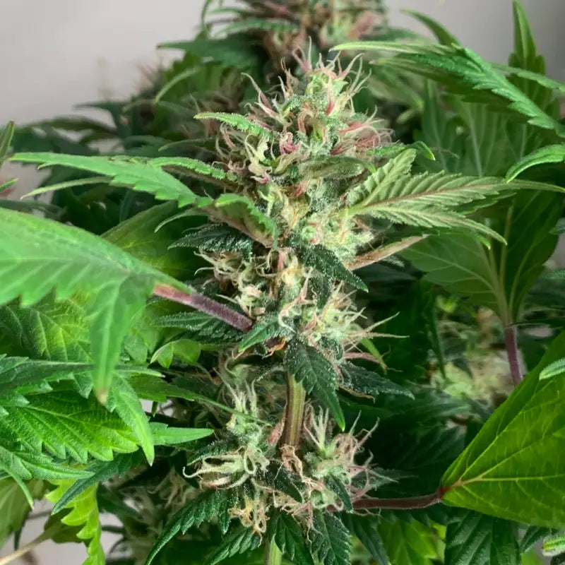 Quackberry rose© duck reg terpyz mutant genetics cannabis