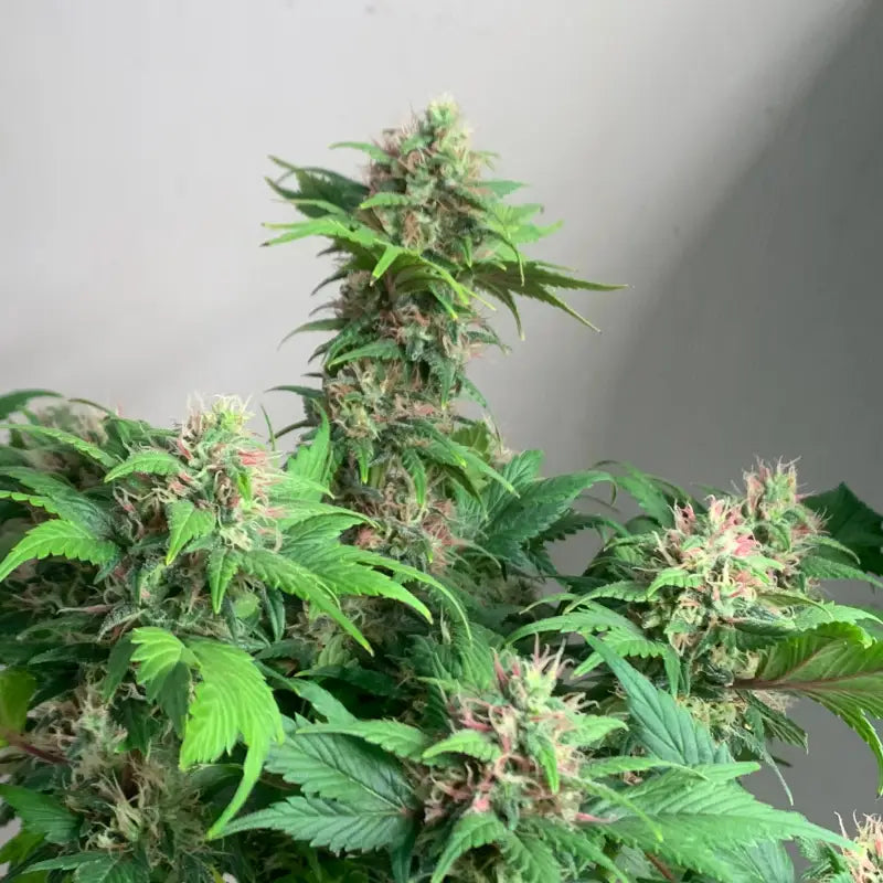 Quackberry rose© duck reg terpyz mutant genetics cannabis