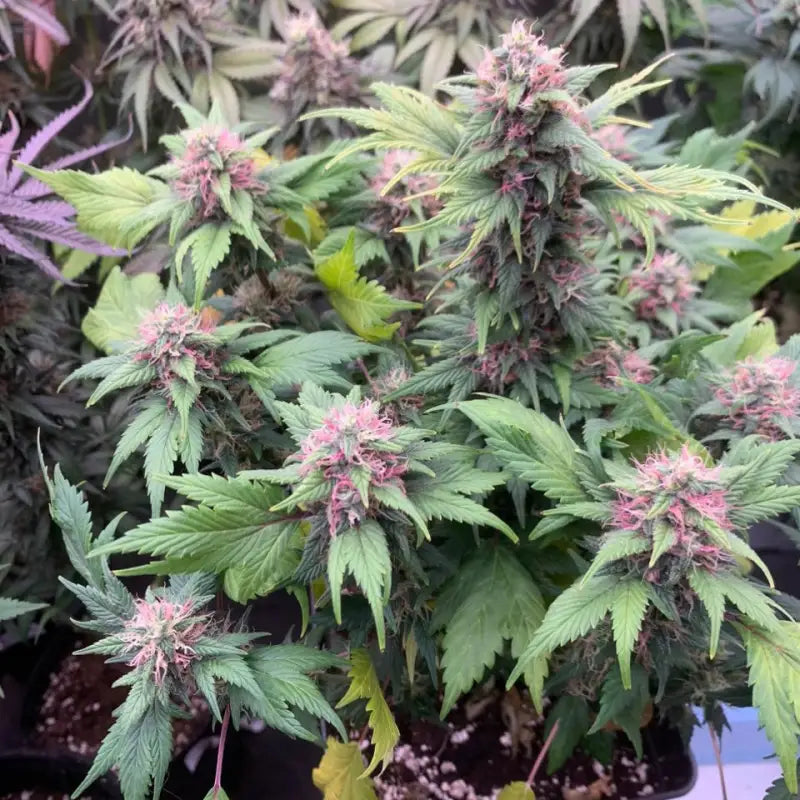 Quackberry rose© duck reg terpyz mutant genetics cannabis