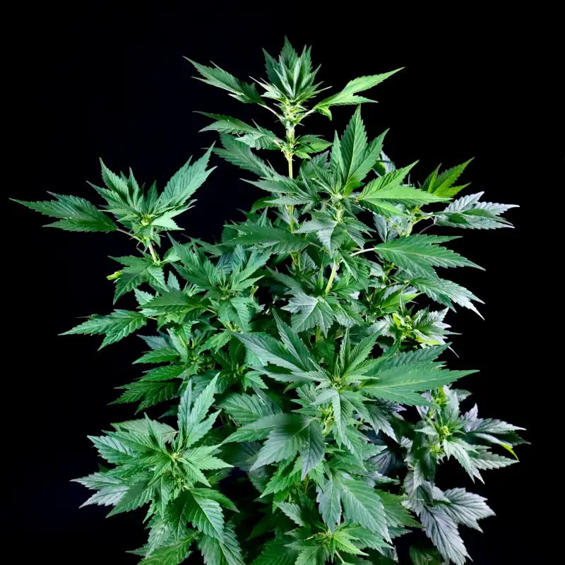 Quackberry rose© duck reg terpyz mutant genetics cannabis