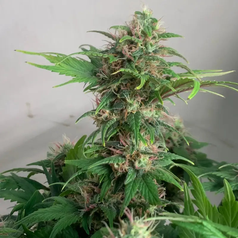 Quackberry rose© duck reg terpyz mutant genetics cannabis