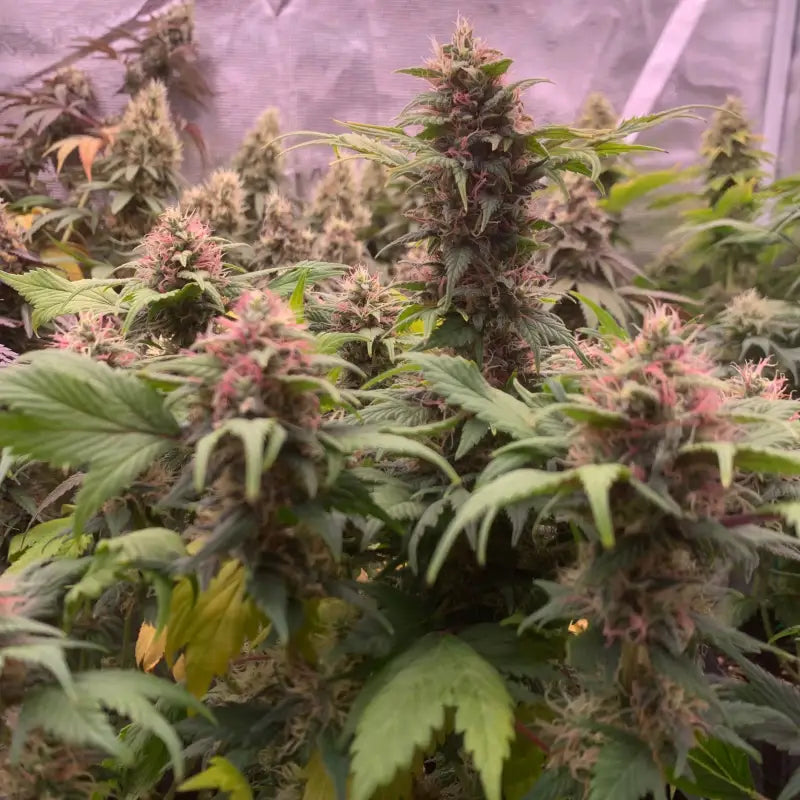 Quackberry rose© duck reg terpyz mutant genetics cannabis