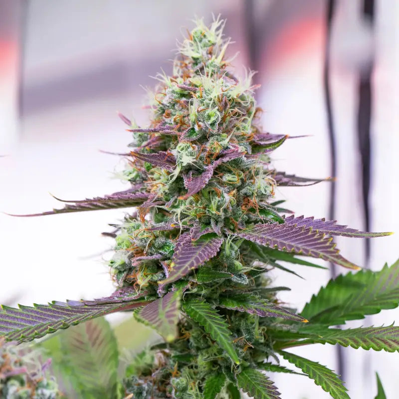 Sacred cream© fem terpyz feminized cannabis seeds feminised