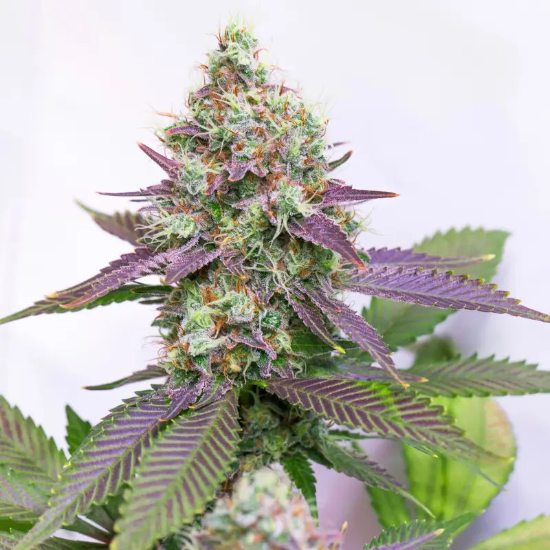 Sacred cream© fem terpyz feminized cannabis seeds feminised