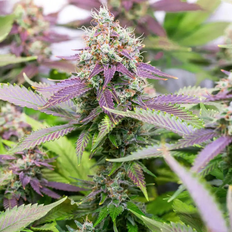 Sacred cream© fem terpyz feminized cannabis seeds feminised
