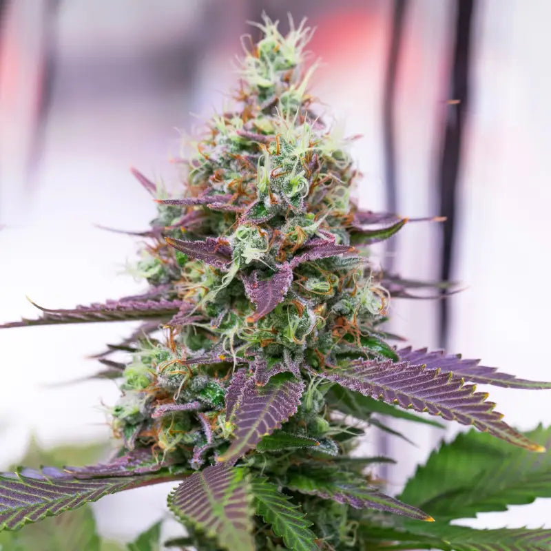 Sacred cream© fem terpyz feminized cannabis seeds feminised