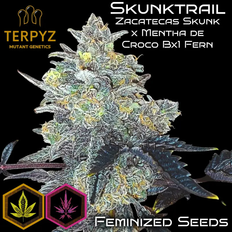 Skunktrail terpyz upcoming strains