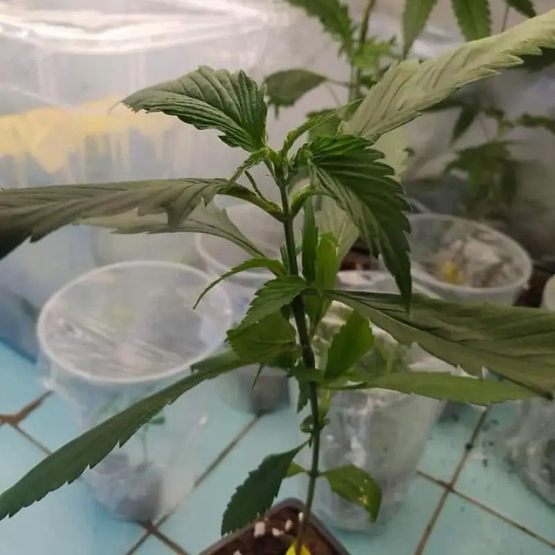 Sour curry ad© mutant reg terpyz genetics cannabis seeds