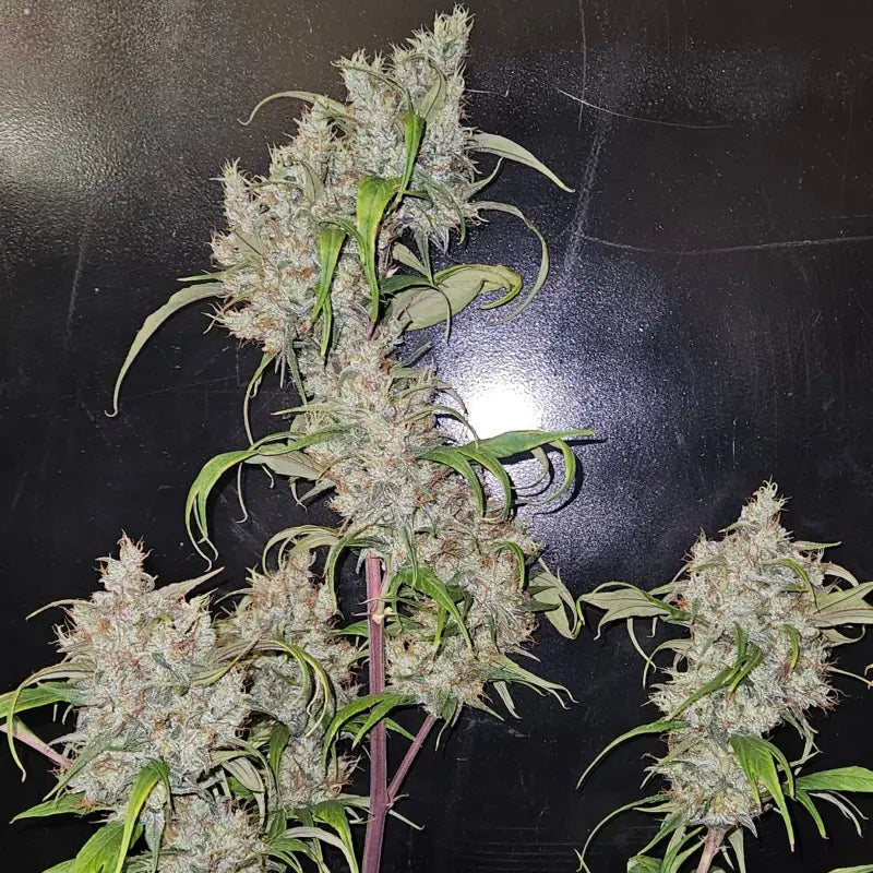 Sour curry ad© mutant reg terpyz genetics cannabis seeds