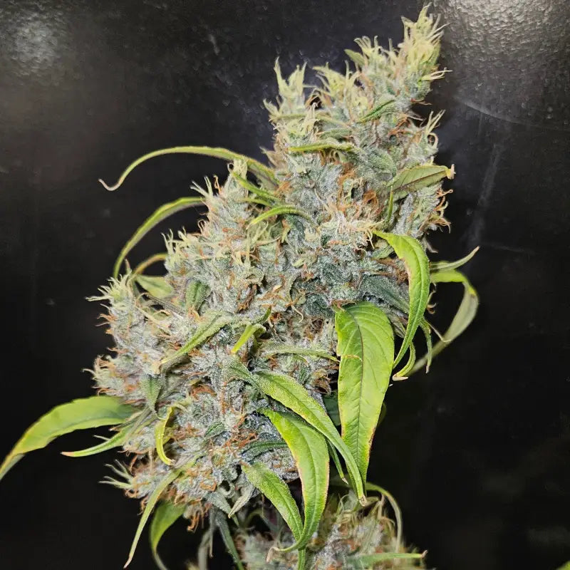 Sour curry ad© mutant reg terpyz genetics cannabis seeds