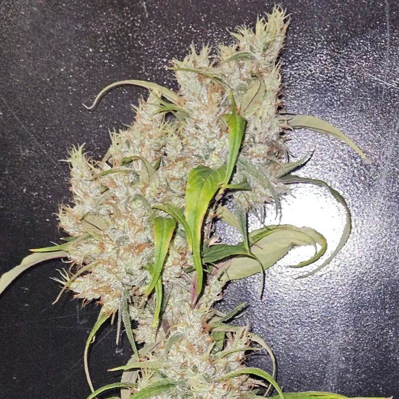 Sour curry ad© mutant reg terpyz genetics cannabis seeds